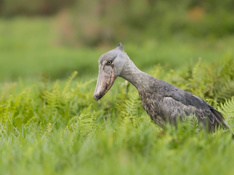 Mabamba Birding Swamp