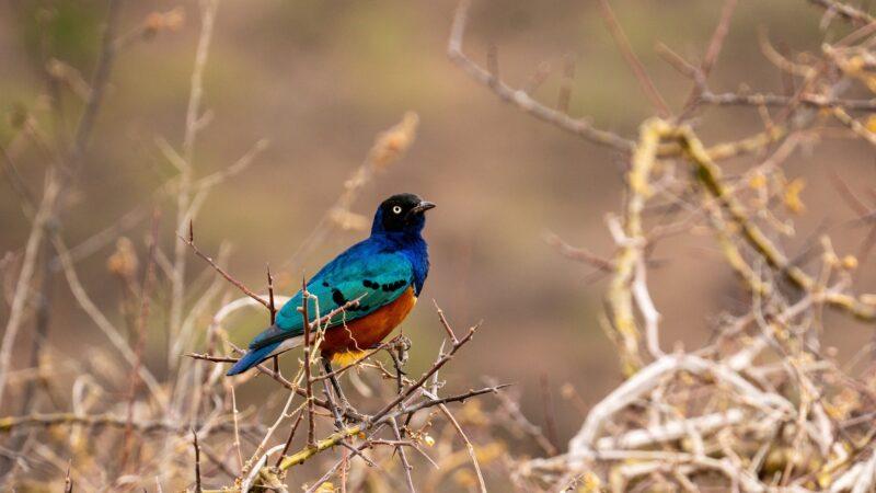 Bird Watching Safaris