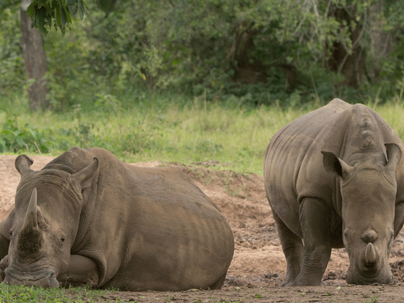 Ziwa Rhino Sanctuary