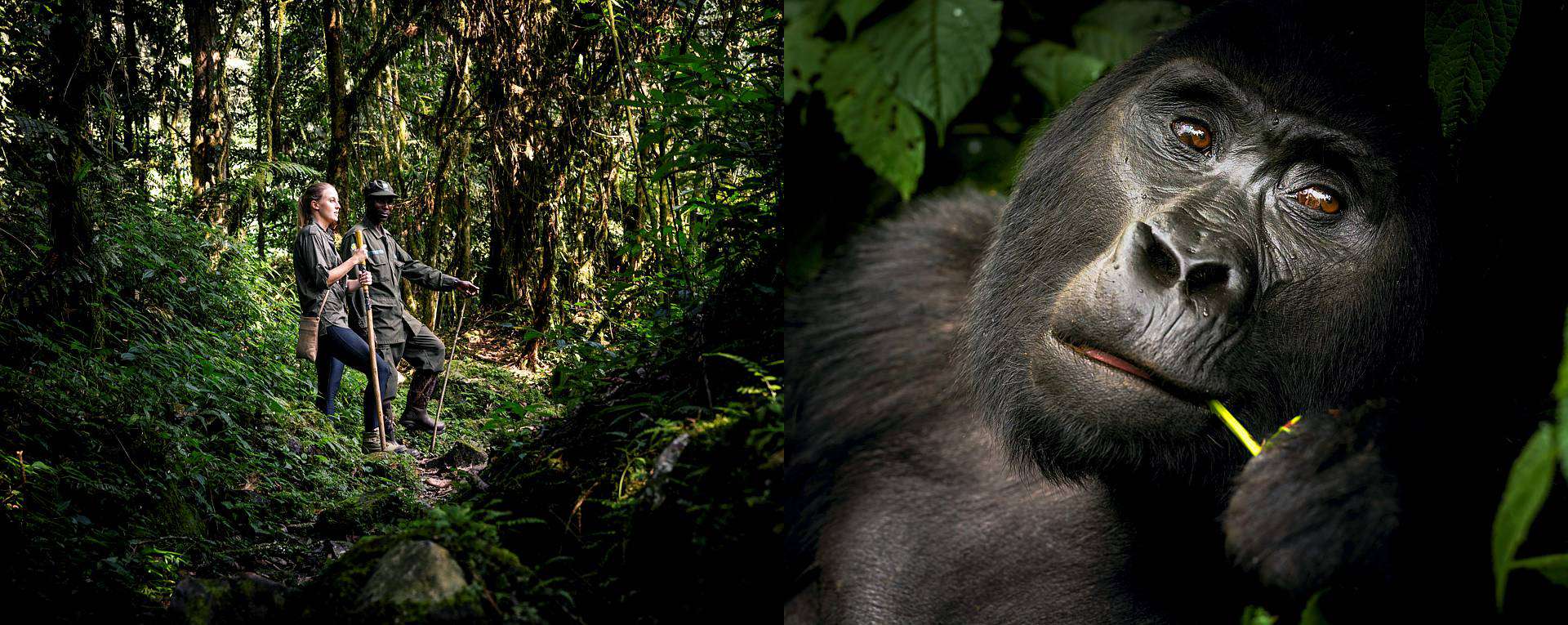 1-Day Bwindi Gorilla Trekking