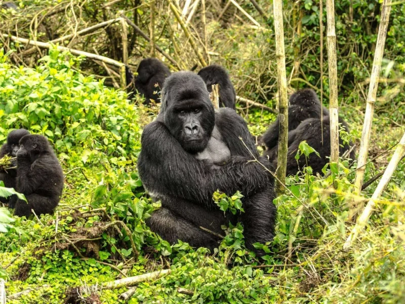 10-Day Classic Rwanda Safari