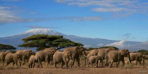 Read more about the article Your First Safari: What to Expect and How to Prepare