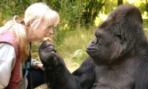 Read more about the article Gorilla Habituation Experience and How to Get Permits