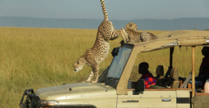 Read more about the article Top 10 Must-Visit National Parks in Kenya