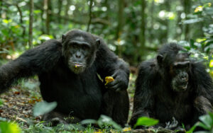 Read more about the article Chimpanzee Trekking in Uganda: