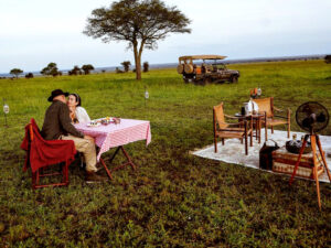 Read more about the article Traford Safaris Guest Diaries from the Safari