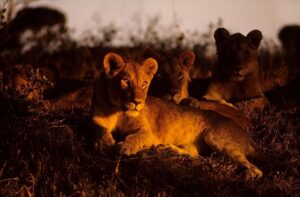Read more about the article Night Safaris in Kenya