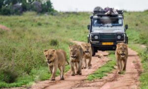 Read more about the article The Best Time to Visit Uganda.