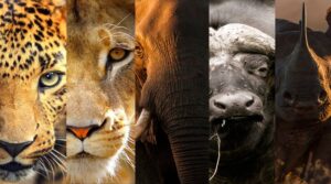 Read more about the article Big Five Safari in Tanzania