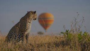 Read more about the article Balloon Safaris Over the Maasai Mara: Is It Worth It?