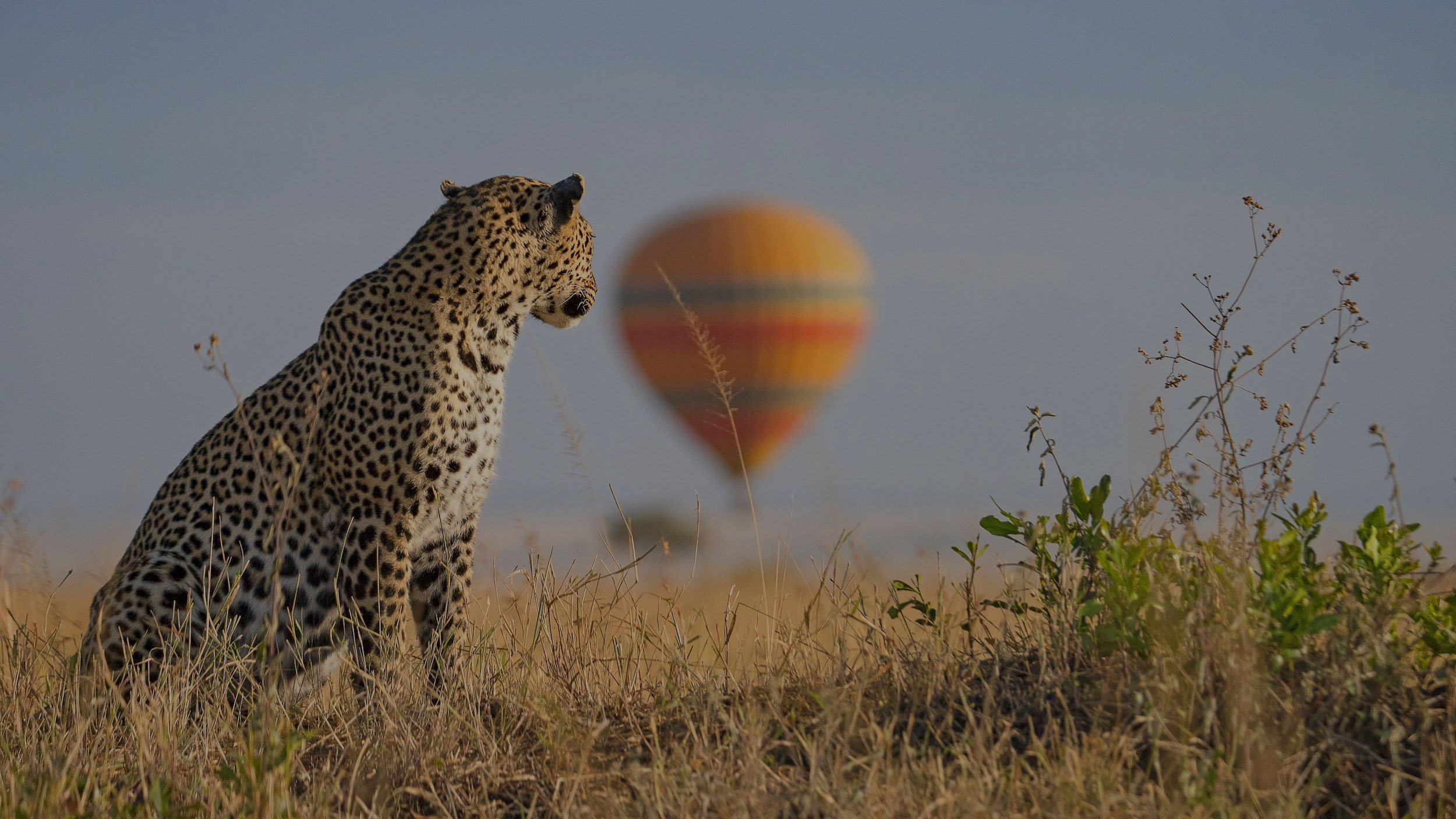 You are currently viewing Balloon Safaris Over the Maasai Mara: Is It Worth It?
