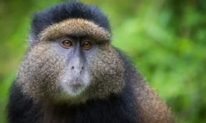 Read more about the article Golden Monkey Trekking in Rwanda