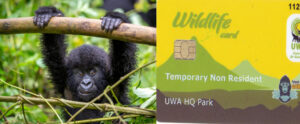 Read more about the article A comprehensive guide about Gorilla permits