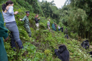 Read more about the article Gorilla trekking in Kigali Rwanda