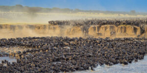 Read more about the article Exploring the Great Wildebeest Migration: When, Where, and How