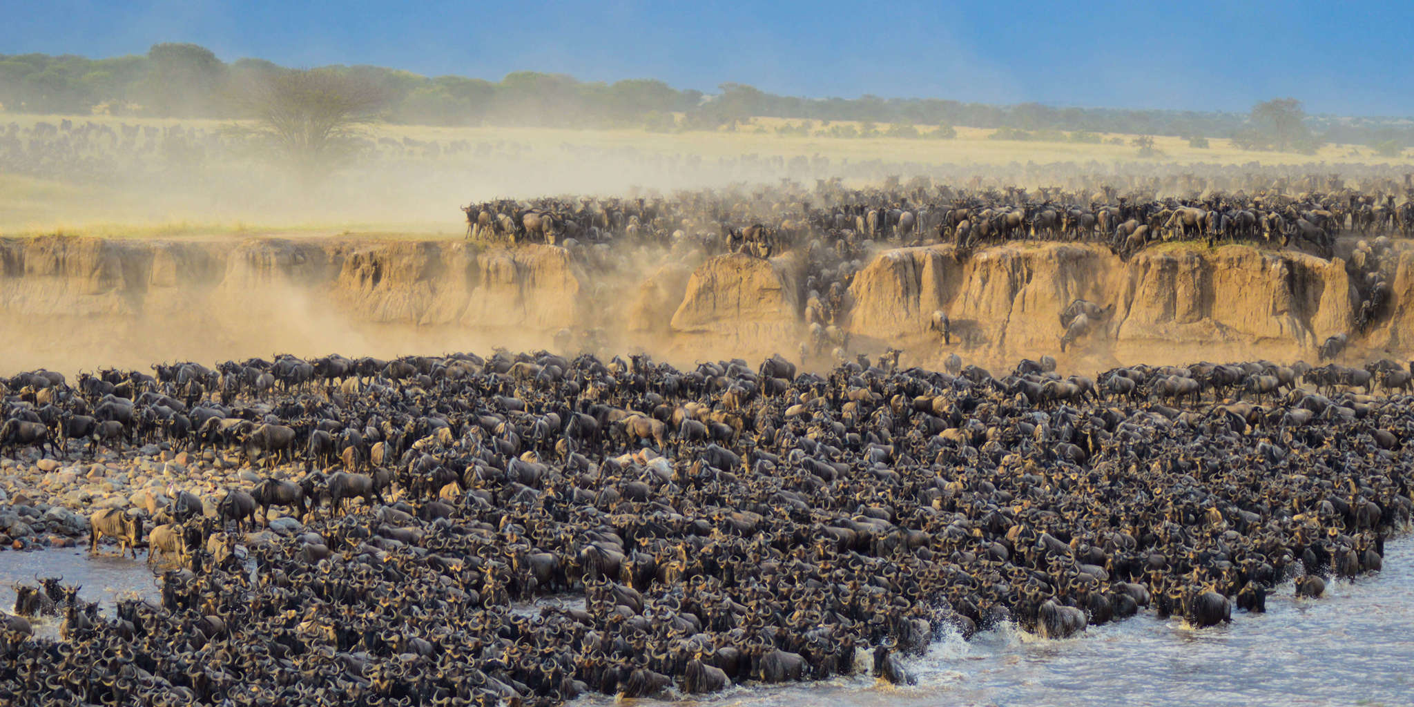 You are currently viewing Exploring the Great Wildebeest Migration: When, Where, and How