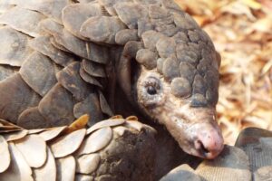 Read more about the article Meet the Lesser-Known Animals of East Africa