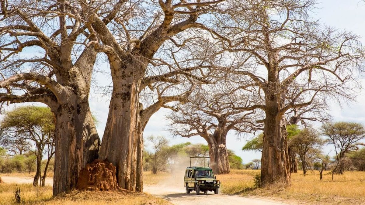 You are currently viewing Top Must-Visit National Parks in Tanzania