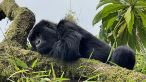 Read more about the article Top 5 Safari Activities to Experience in Rwanda