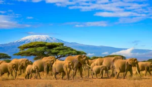 Read more about the article Is Tanzania Safe for Travelers in 2025/26?