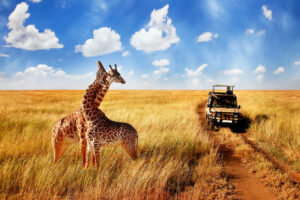 Read more about the article Why Slow Safaris Are the Top Trend in 2025