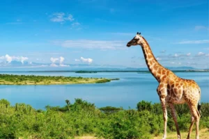 Read more about the article Making the Most of Your Uganda Safari Experience