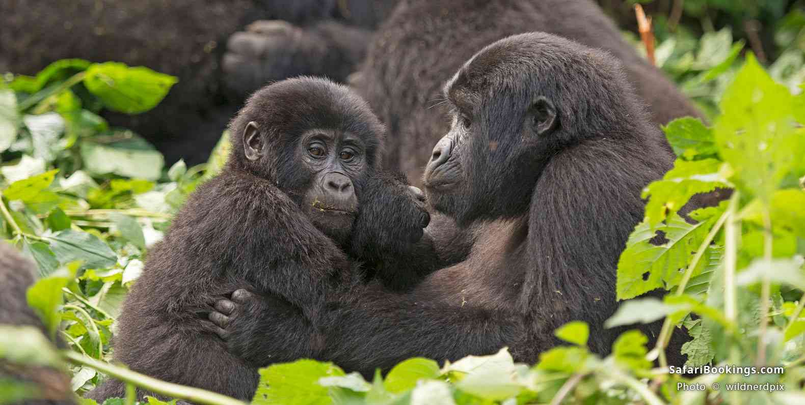 You are currently viewing Is It Possible to Do Double Gorilla Trekking in Bwindi?