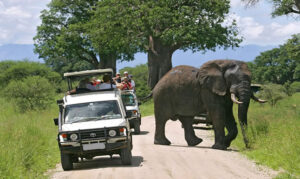 Read more about the article Self-Driving Safari to Murchison Falls National Park