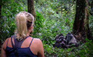 Read more about the article How Difficult Is Gorilla Trekking?