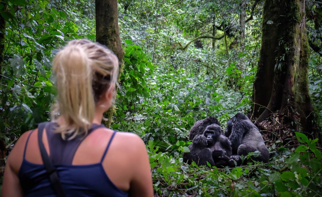 You are currently viewing How Difficult Is Gorilla Trekking?