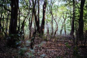 Read more about the article Rabongo Forest in the Heart of Murchison Falls