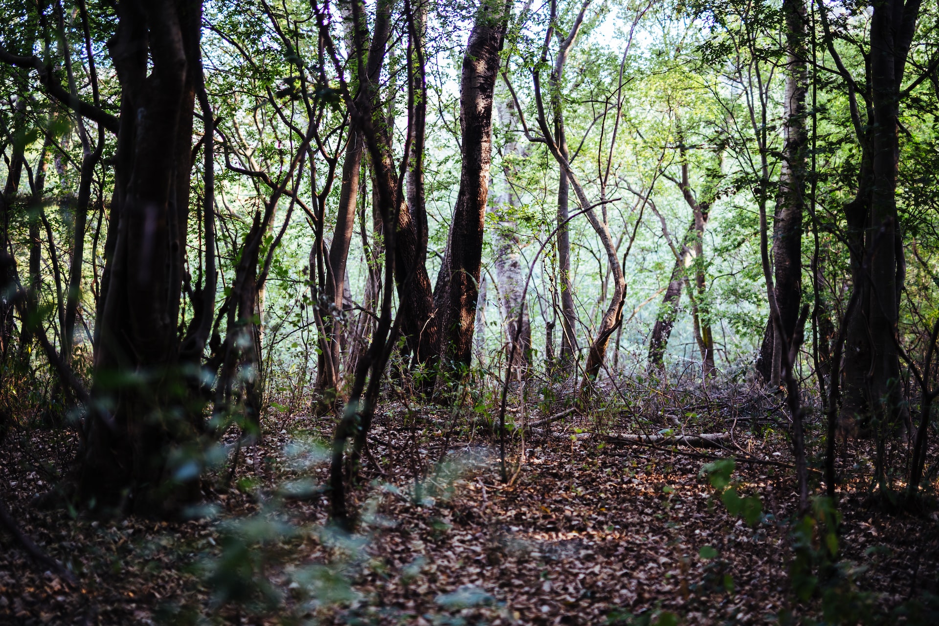You are currently viewing Rabongo Forest in the Heart of Murchison Falls