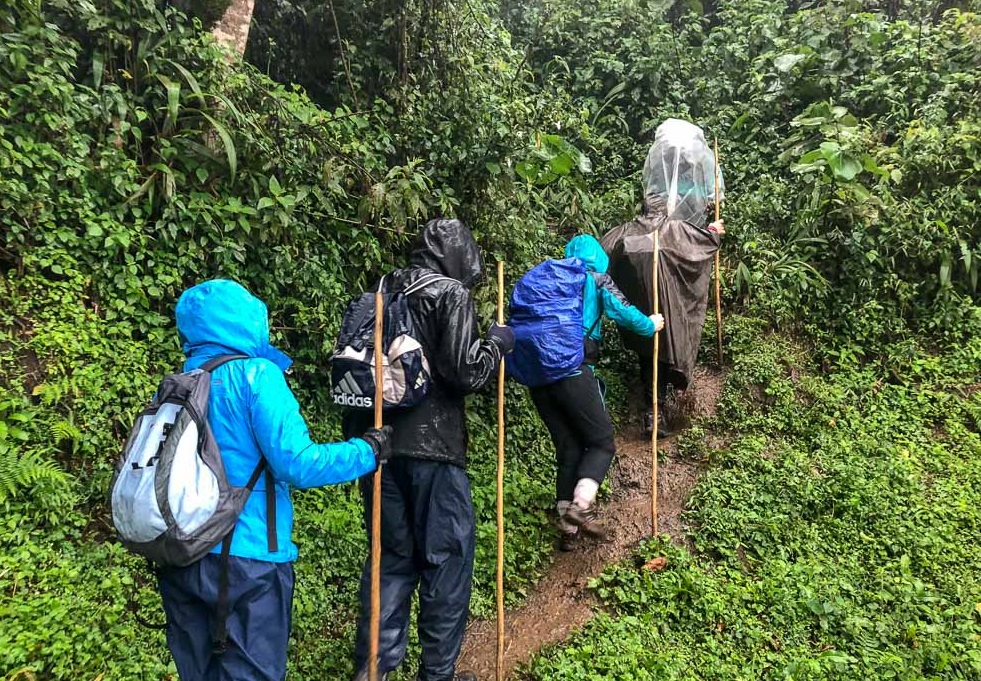You are currently viewing Gorilla Trekking and Mental Wellness