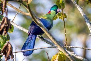 Read more about the article Birdwatching in Uganda