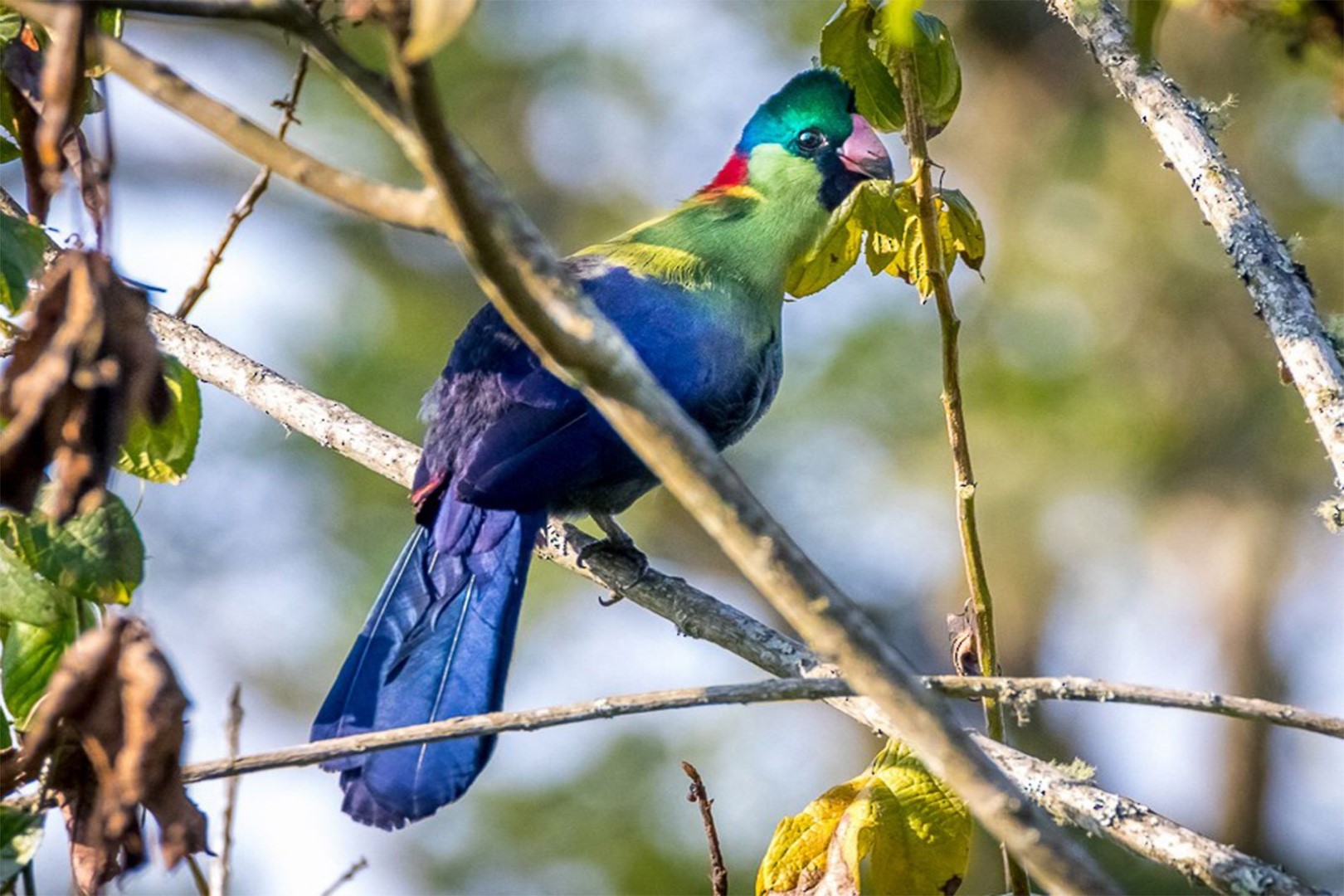You are currently viewing Birdwatching in Uganda