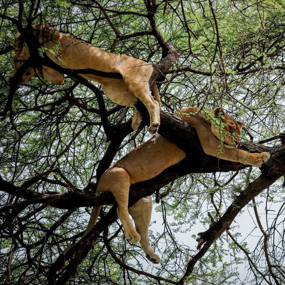 Tree climbing lions in Queen Elizabeth National park