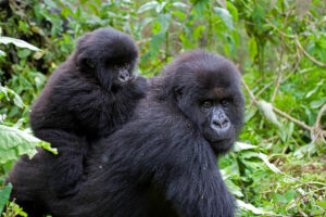Read more about the article Gorilla Trekking for Digital Nomads and Slow Travellers