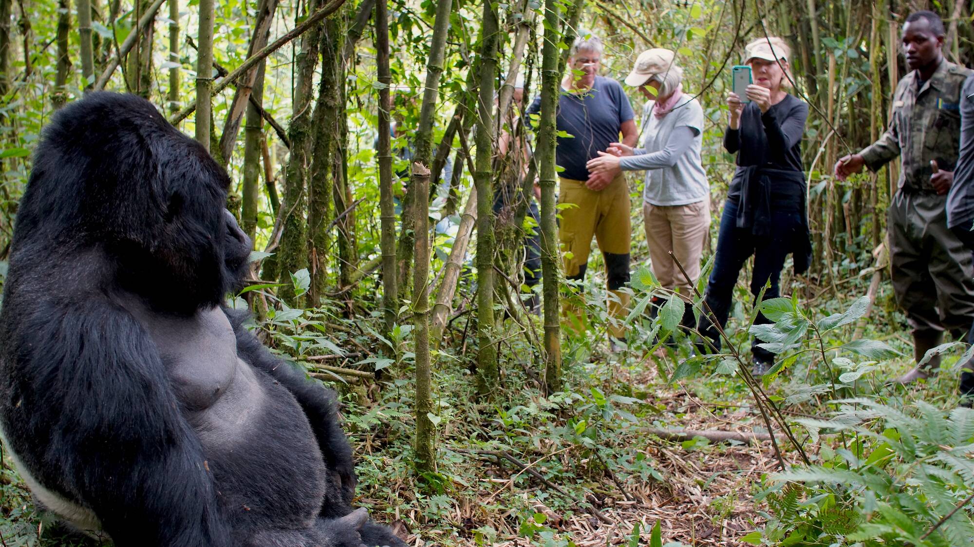 You are currently viewing Gorilla Trekking for Disabled, Elderly, and Senior Citizens
