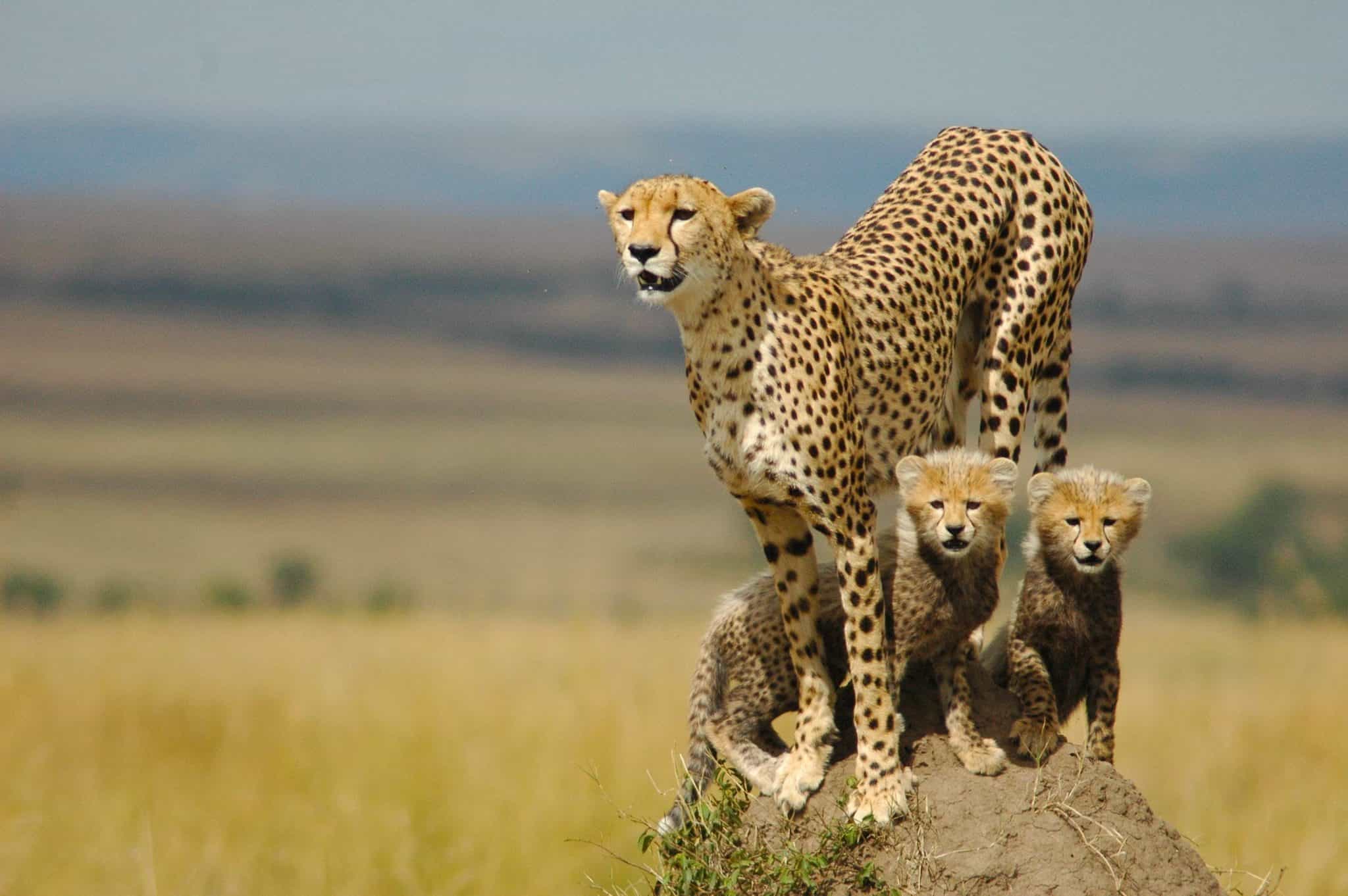 Read more about the article Remote Safari Destinations in East Africa