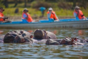 Read more about the article Exploring Africa’s Rivers and Lakes on Boat Safaris