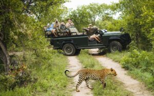Read more about the article Walking Safaris vs Game Drives: Which One’s Right for You?
