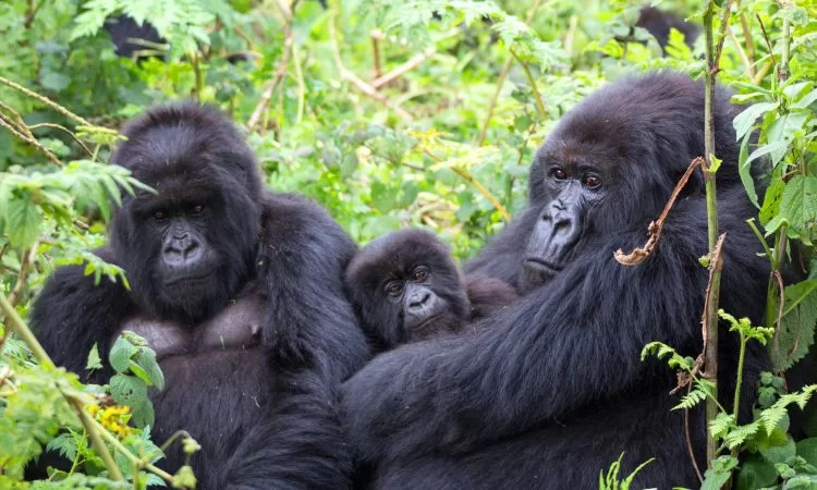You are currently viewing Uganda vs Rwanda Gorilla Permits: What’s Changed for 2025