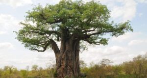 Read more about the article What It’s Like to Planting  Trees on Safari