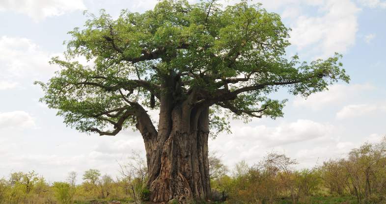 You are currently viewing What It’s Like to Planting  Trees on Safari