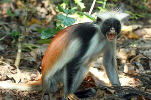 Read more about the article Animals You’ll Only See in This One National Park