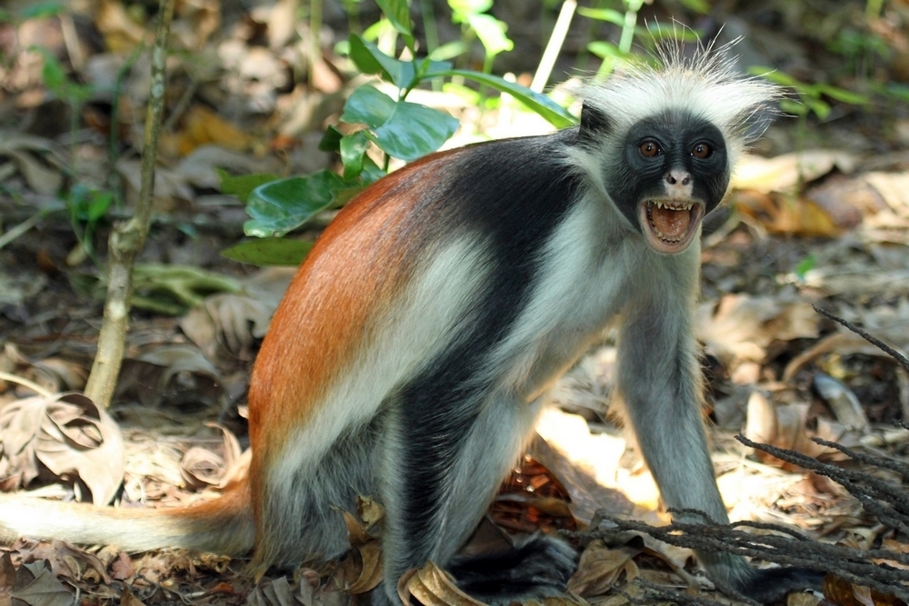 Read more about the article Animals You’ll Only See in This One National Park