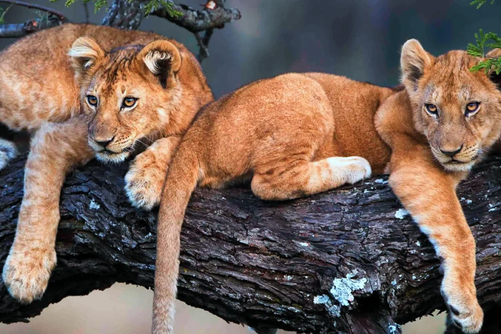 You are currently viewing How Much Does a Safari Really Cost in 2025?