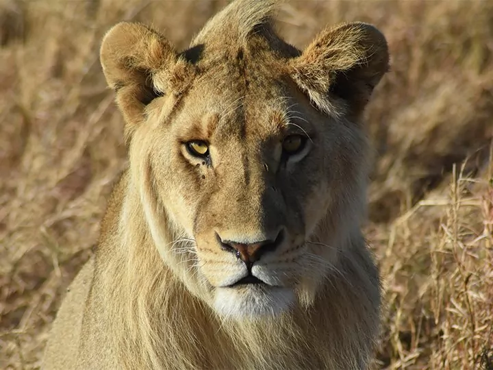 Read more about the article Why You Should Book Your Safari Early in 2025/26