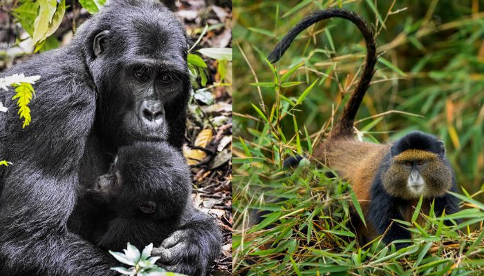 You are currently viewing Golden Monkey vs Gorilla Trekking: Which Is Easier?
