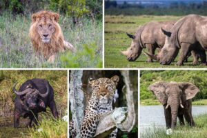 Read more about the article 5 Safari Phrases Every First-Timer Should Know